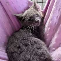 Thumbnail photo of PECAN LATTE #4