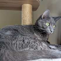 Thumbnail photo of Raspy #2