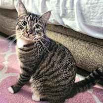 Thumbnail photo of Barnacle #3