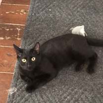 Thumbnail photo of Midnight (Napa SG) #2