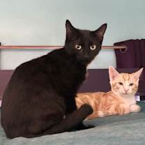 Thumbnail photo of Midnight (Napa SG) #3