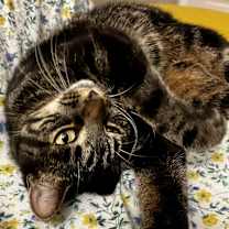 Thumbnail photo of Daphne #3