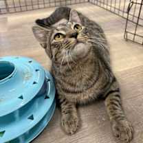 Thumbnail photo of Sutton #2