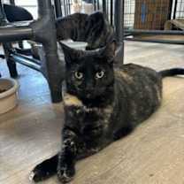 Thumbnail photo of Sushi #3