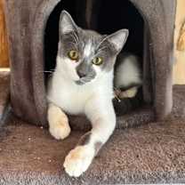 Thumbnail photo of Mr. T #2