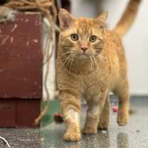 Thumbnail photo of Gouda #2