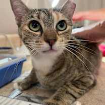 Thumbnail photo of MINNIE TABBY (DOB ~12/2021) #4