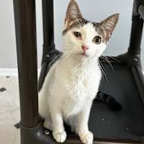 Thumbnail photo of Cassandra #1