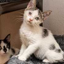 Thumbnail photo of Cassandra #2