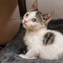 Thumbnail photo of Cassandra #4