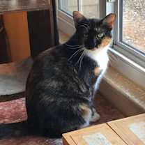 Thumbnail photo of Mystique #1