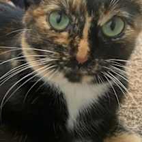 Thumbnail photo of Minnie #4