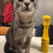 Thumbnail photo of Blossom #1