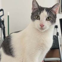 Thumbnail photo of CHANDLER #3