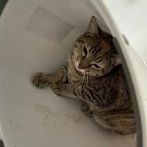 Thumbnail photo of Cashew #1