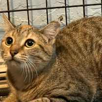Thumbnail photo of Cashew #2