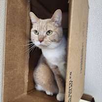 Thumbnail photo of Mimis #2
