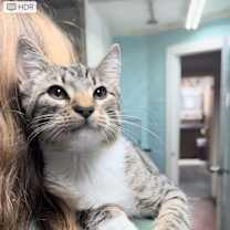 Thumbnail photo of Oliver #1