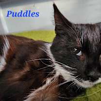 Thumbnail photo of Puddles #4