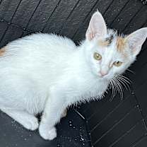 Thumbnail photo of Shasta #4