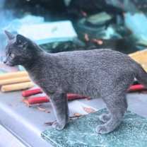 Thumbnail photo of Windy #4