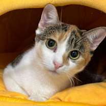 Thumbnail photo of Aurora #1