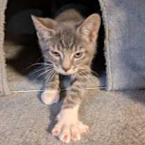 Thumbnail photo of Socks #3