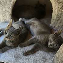 Thumbnail photo of MERLIN #4