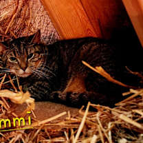 Thumbnail photo of Cammi #2