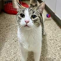 adopt-pet