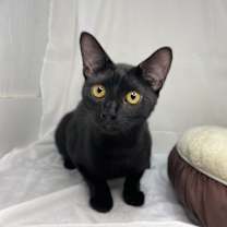 Thumbnail photo of Blackberry #1