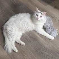 Thumbnail photo of Nefertiti Queen Of Hearts #1