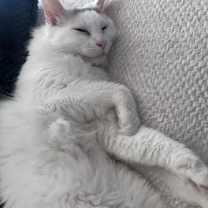 Thumbnail photo of Nefertiti Queen Of Hearts #3