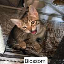 Thumbnail photo of Blossom #3