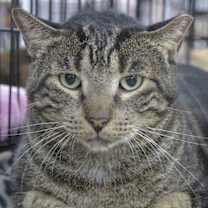 Thumbnail photo of Kringle #1