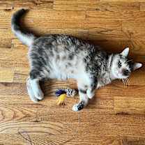 Thumbnail photo of Ginger #4