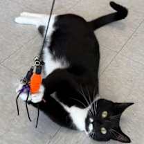 Thumbnail photo of Mahogany #3