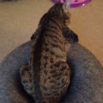 Thumbnail photo of Jonah #3