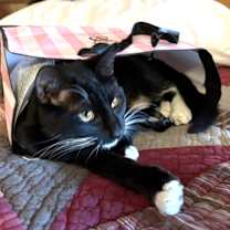 Thumbnail photo of Jenkins - Shannon's Litter #2