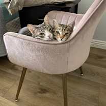 Thumbnail photo of Ash & Nala #1