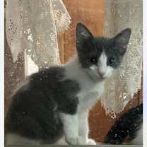 Thumbnail photo of Gracie #4