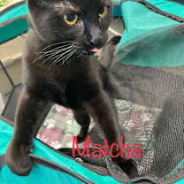 Thumbnail photo of Matcha #1