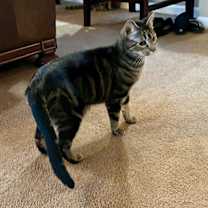 Thumbnail photo of Merry #3