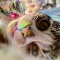 Thumbnail photo of Julian #2