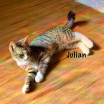 Thumbnail photo of Julian #4