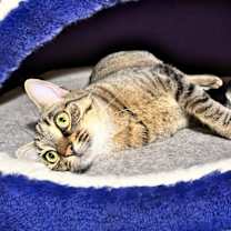 Thumbnail photo of Misti #1