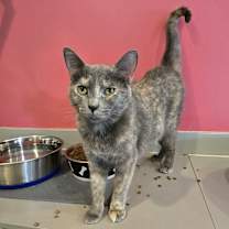 adopt-pet