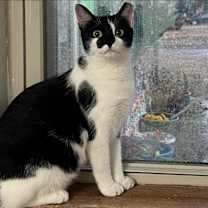 Thumbnail photo of Oreo #2