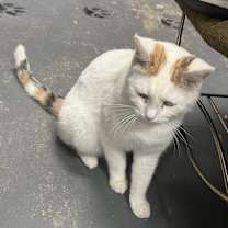 Thumbnail photo of Lily #4