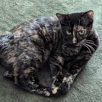 Thumbnail photo of Hera #3